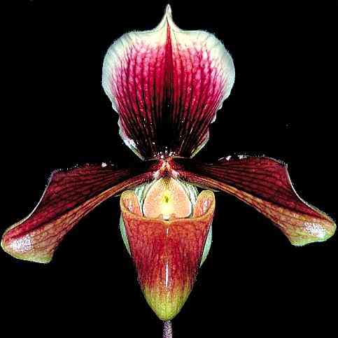 Paphiopedilum King Arthur